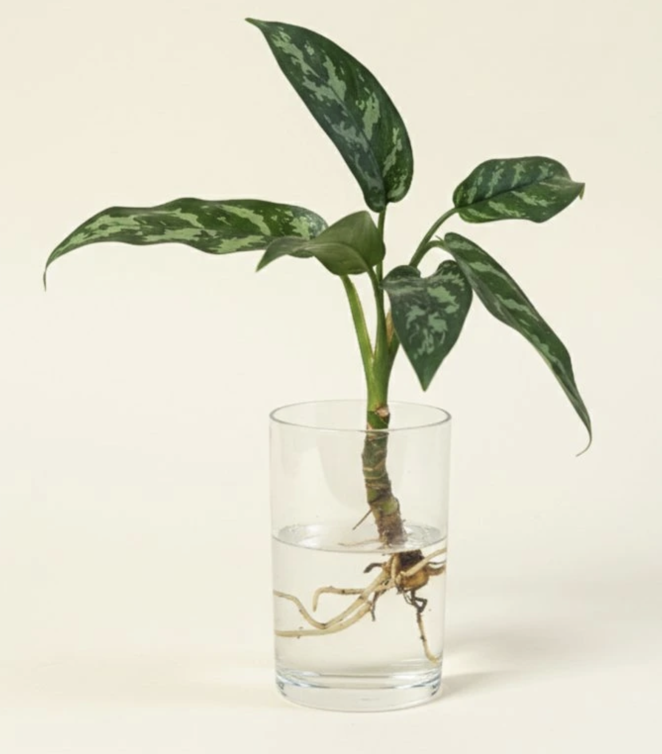Aglaonema Maria - Řízek
